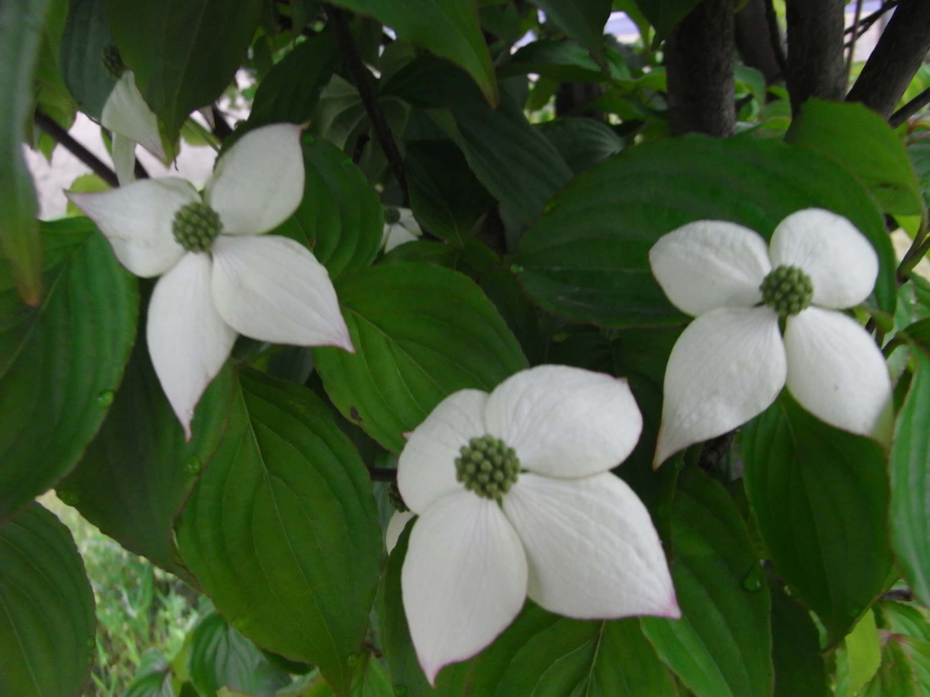 ５月の空には 白い花が似合う 自然を流離い 風景を愛で 一期一会の出会いに感動す