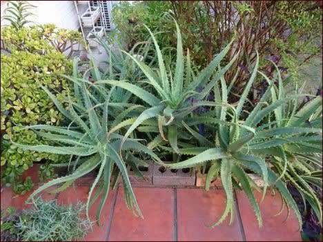 楽しい多肉植物☆感動の紫 - 座敷わらし犬とうさぎガーデン