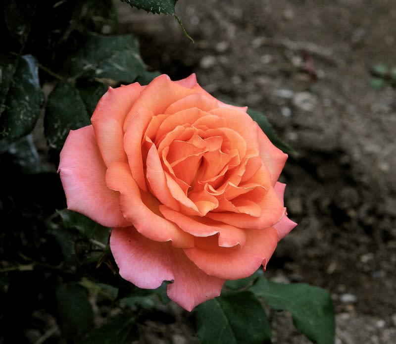 オレンジ ピンクの薔薇 岩見沢バラ園 日々是好写真 毎日の写真生活日記と紀行メモリー