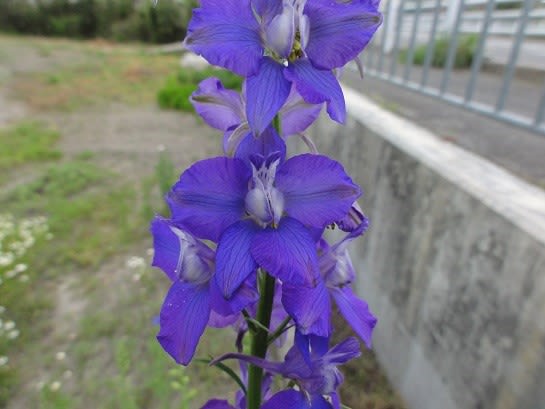 千鳥草 らいちゃんの家庭菜園日記