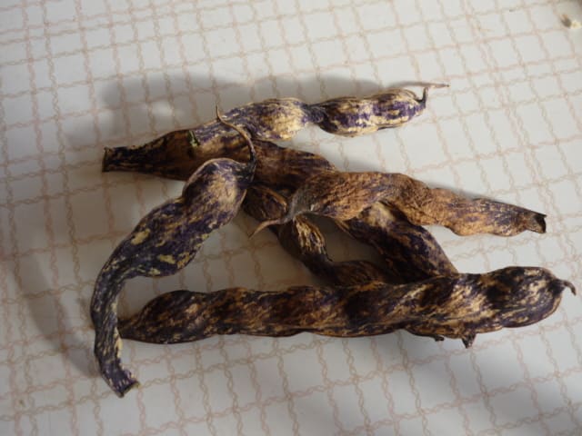 桑の木豆煮てみました ぽたぽたもんばたけ