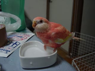 アキクサインコ ルビノー Hummingbird