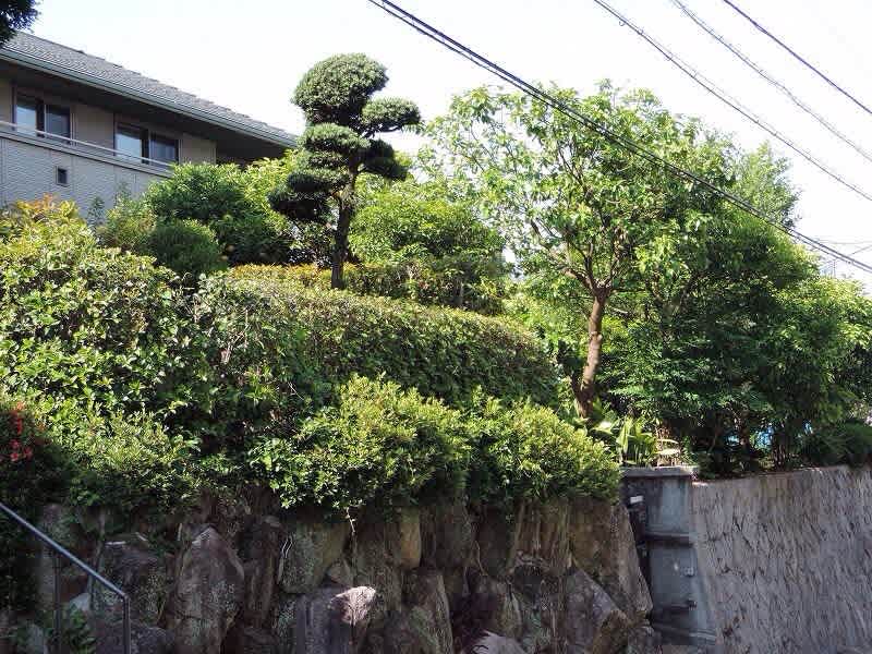 「自然・ダイアリー」のブログ記事一覧-厓のぶどう畑