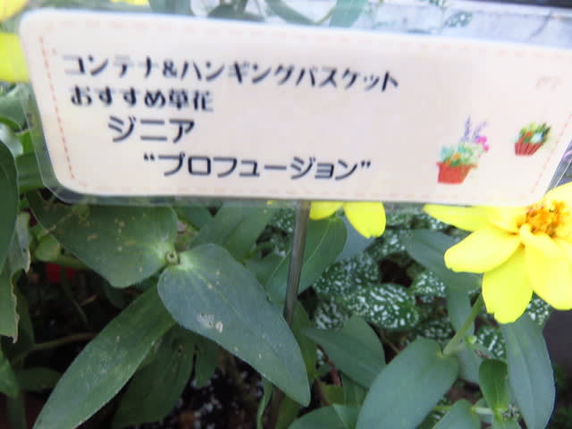 ジニア・プロフュージョン