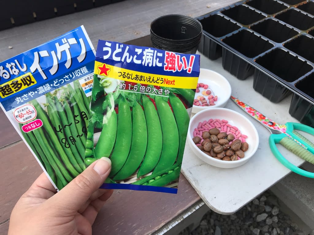 ツルなしインゲンとモロッコ スナップえんどうの種まき よくばり菜園記録 ズボラな私と野菜たち ツルなしインゲンとモロッコ スナップえんどうの種まき よくばり菜園記録 ズボラな私と野菜たち