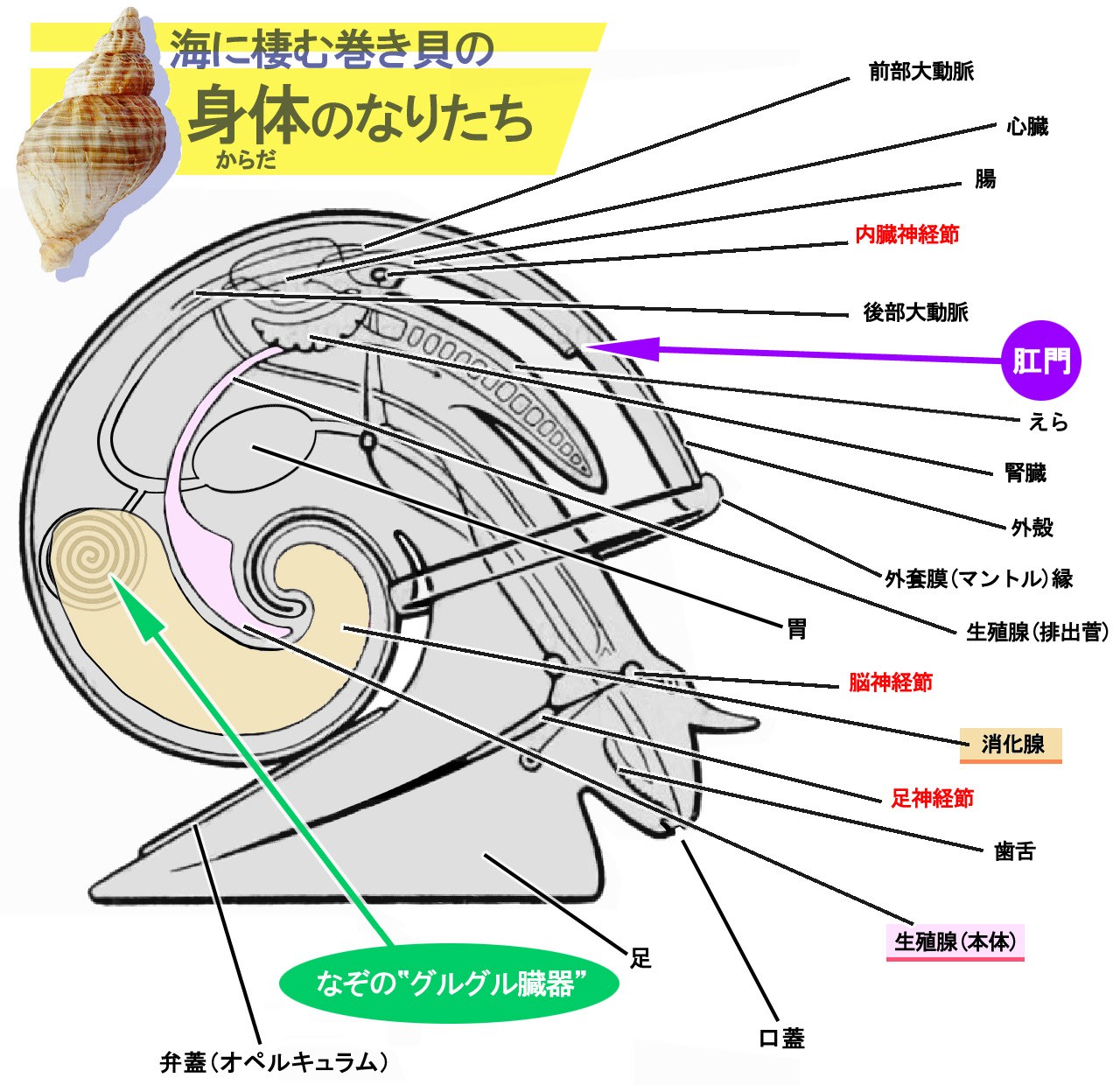 春夏ニッポンの味覚 さざえ の肛門は どこ にある その身体の構造に密着して迫ってみた 排泄映像 あり 関心空域 す ぽんはむの日記 春夏ニッポンの味覚 さざえ の肛門は どこ にある その身体の構造に密着して迫ってみた 排泄映像 あり 関心空域 す ぽんはむの日記