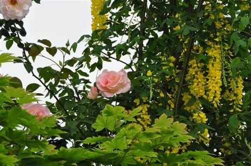 庭の花 薔薇 咲き出したキングサリ 真珠の輝きに魅せられて