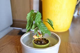 観葉植物 コーヒーの木 ごじらいく