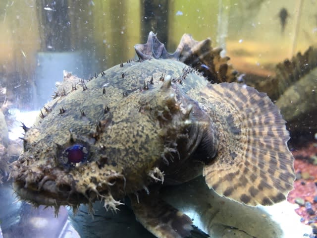 ライオンフィッシュ15cm前後 モンスターアクアリウム レプタイルズ 買取販売情報 ライオンフィッシュ15cm前後 モンスターアクアリウム レプタイルズ 買取販売情報