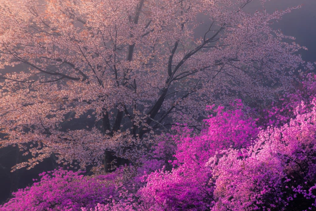 山桜の写真