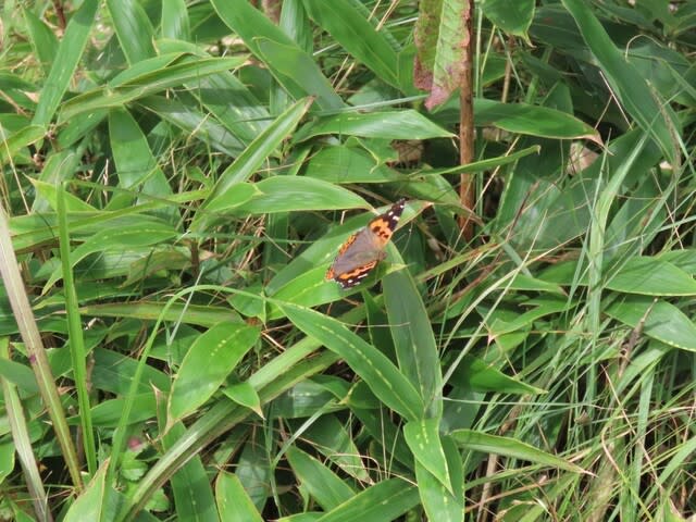 高ボッチ高原・鉢伏山で最近見る事の出来る昆虫　アカタテハ（赤立羽）