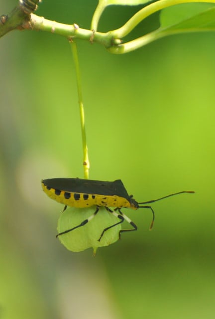 マユミ果実とキバラヘリカメムシ 行く川の流れ