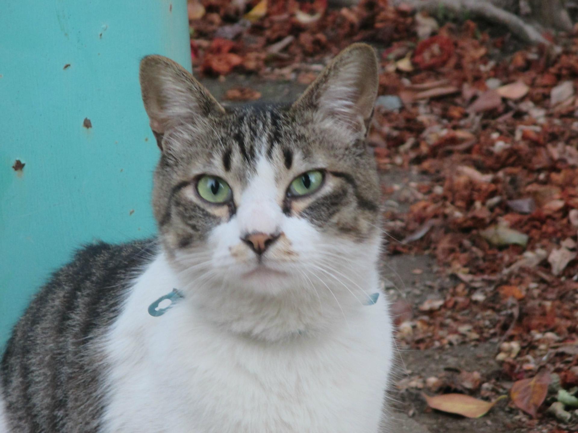 猫椿公園の猫たちのグルメ度上昇中 外国で一時的個人的無目的に暮らすということは