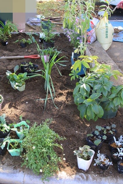 ローコストでローメンテナンスな花壇造りの 花苗の植え込み 小さな庭の小さな幸せ チャッピーのバラ庭より
