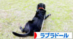 にほんブログ村 犬ブログ ラブラドールへ