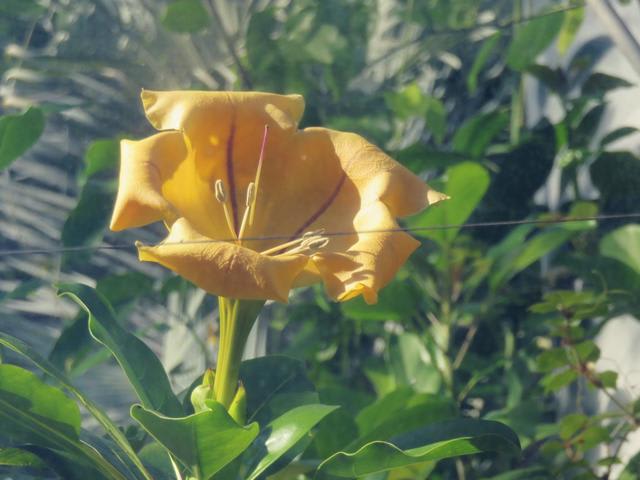 ウコンラッパバナ