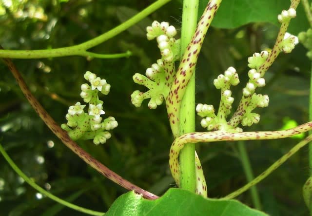 北海道の花 ネナシカズラ１ 井伊影男の植物観察