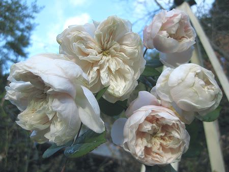 冬のバラ ソンブレイユ 山庭から ｓmoketree S ｐerennial ｇarden
