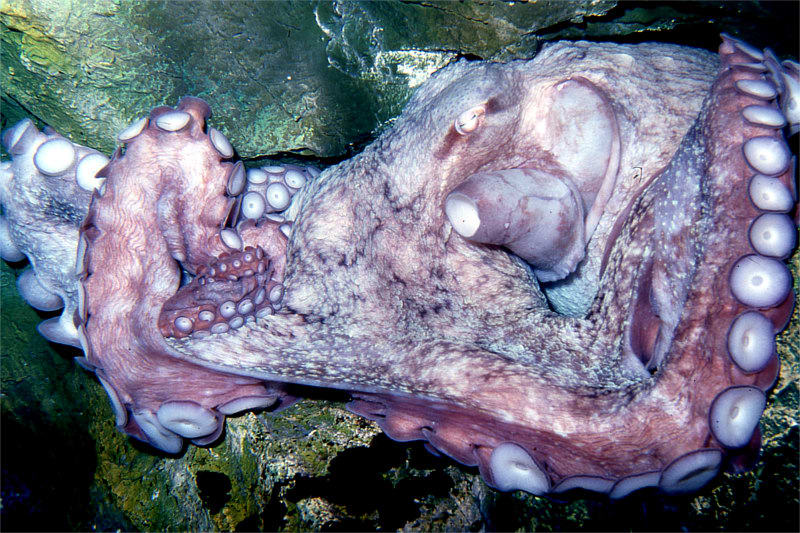 水生生物雑記帳 ミズダコの卵 Kmitoh 春夏秋冬