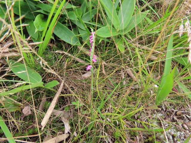 高ボッチ高原・鉢伏山で最近咲いている花　ネジバナ（捩花）