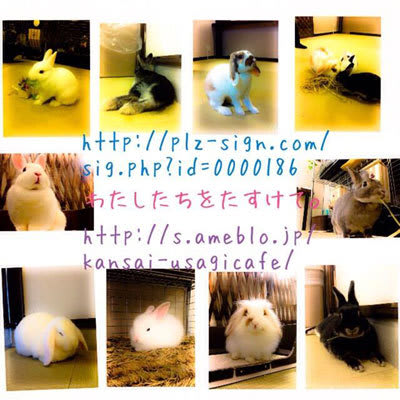 大阪 神戸にあったうさぎカフェのうさぎ達が繁殖業者に売られた うさぎを返してほしい 署名 Npo個人ケイ リルこの世界のために 全日本動物愛護連合 アニマルポリス 動物愛護党