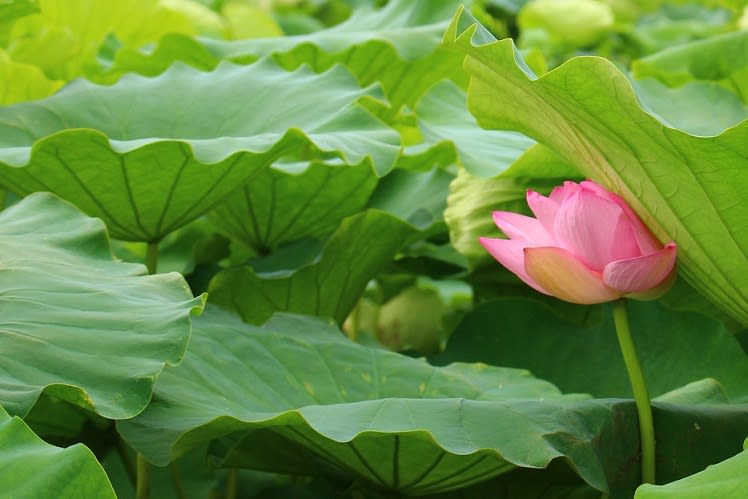 原始ハス 蓮根の花 ひととき