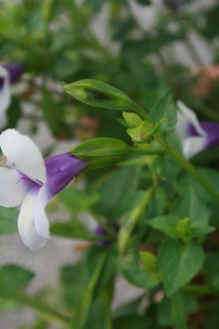 トレニア 夏すみれ Olive Gardening過去ログ倉庫