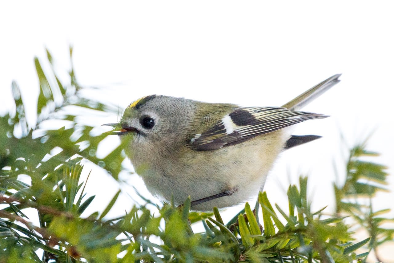 キクイタダキは日本最小の野鳥です 重症筋無力症に負けてたまるか キクイタダキは日本最小の野鳥です 重症筋無力症に負けてたまるか