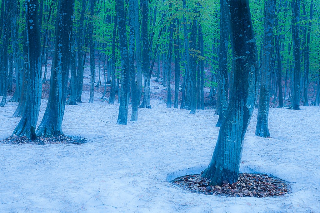 残雪と新緑の美人林の写真