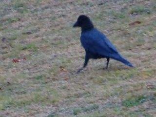 霧雨の日は鳥が草陰に隠れて。こいつは堂々としてますが。