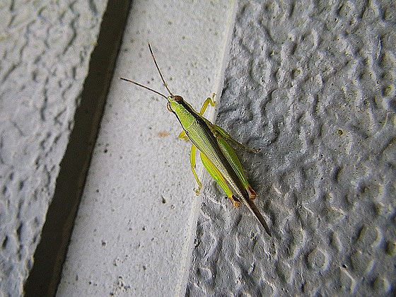 イナゴに似ているオキナワイナゴモドキ Miracle Nature 奄美大島の自然