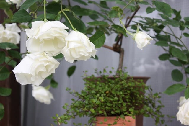 ピュアな白色と気品が素晴らしかった アーリーハイブリットティー ローズ ミセス ハーバード スティーブンス 小さな庭の小さな幸せ チャッピーのバラ庭より