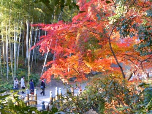 浜松城公園の紅葉 気ままな趣味の散歩道