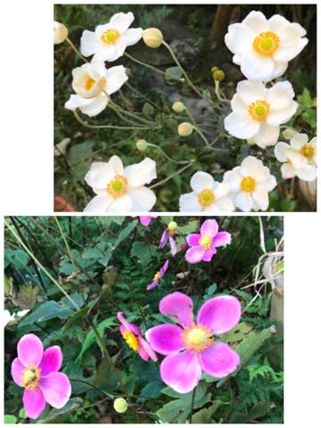 キクとついているがキク科ではなくキンポウゲ科 ややこしい キクとついているがキク科ではなくキンポウゲ科 ややこしい