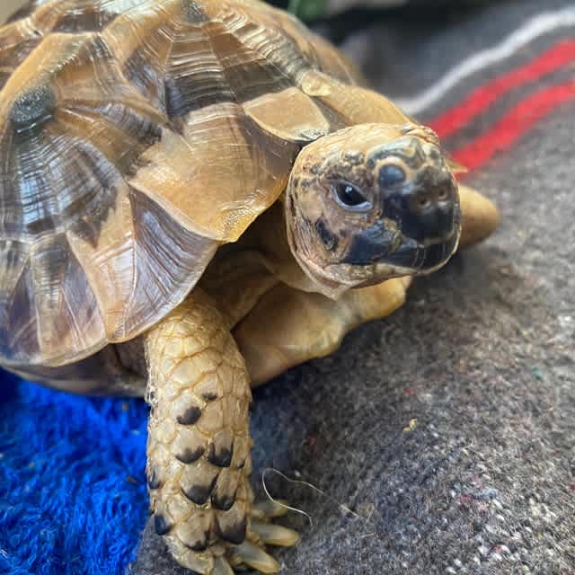 すあまちゃん リクガメメモ帳 すあまちゃん リクガメメモ帳