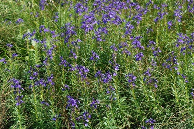 北海道の花 サワギキョウ1 井伊影男の植物観察 北海道の花 サワギキョウ1 井伊影男の植物観察