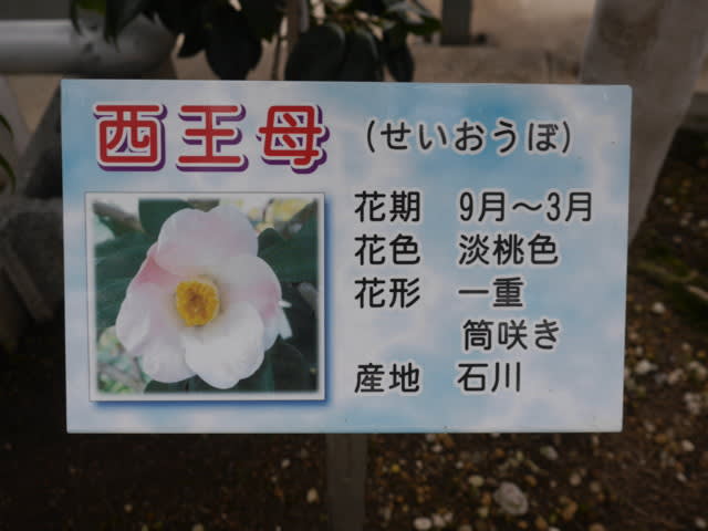 P1140345a