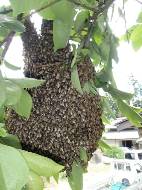 はじめてのセイヨウミツバチの分蜂群に出会う 無農薬 自然菜園 自然農法 自然農 で 自給自足life 持続可能で豊かで自然な暮らしの分かち合い