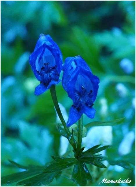 雨の植物園 毒々しい花 花未来の夢