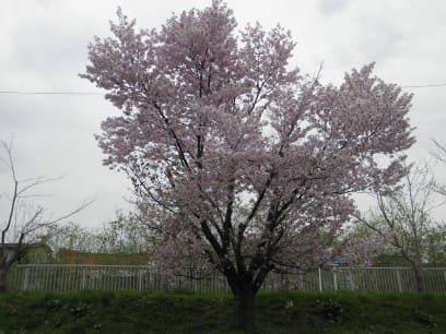 帯広桜満開です Bigtree北海道 帯広桜満開です Bigtree北海道