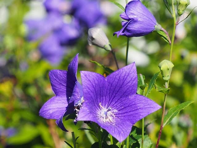 大船フラワーセンター秋の花散歩 庭先の四季