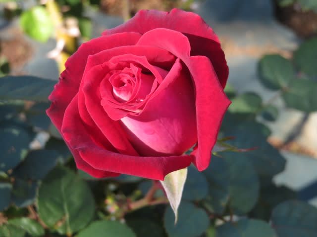 表は赤バラで 裏は白という珍しいバラ オジリア 薔薇シリーズ122 野の花 庭の花