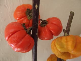 ミニカボチャの木 ハワイ生活とリボンレイ