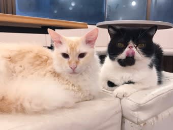 冬休み小学生猫カフェスタッフ体験 全枠埋まりました 福猫茶房 スタッフブログ