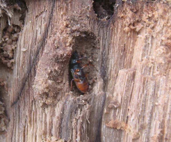 白腐れの立ち枯れで産卵マークべったりの木を見つけました 昆虫採集記