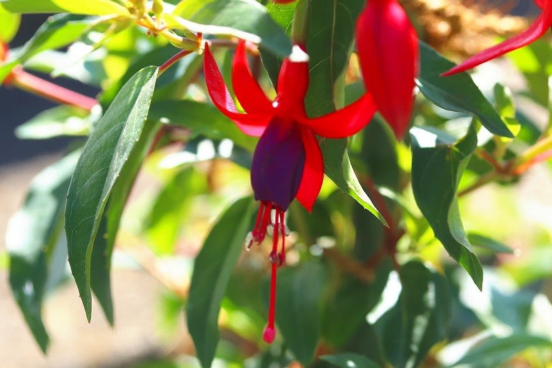 6月の花 備忘録