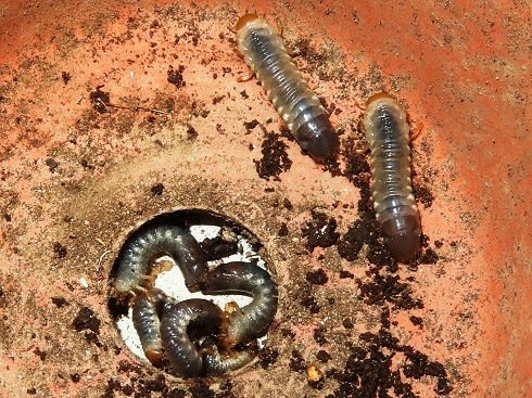 コガネムシの幼虫 ｺｶﾞﾈﾑｼとｶﾅﾌﾞﾝの成虫 生物見遊散歩