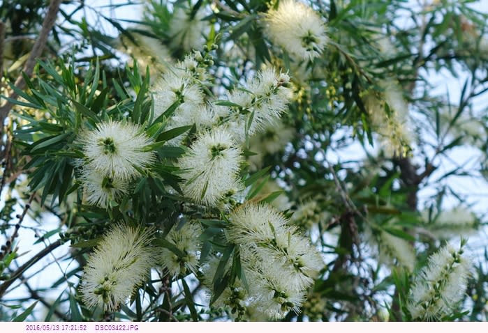 ブラシの木 白い花 ｔｄｌ 都内散歩 散歩と写真