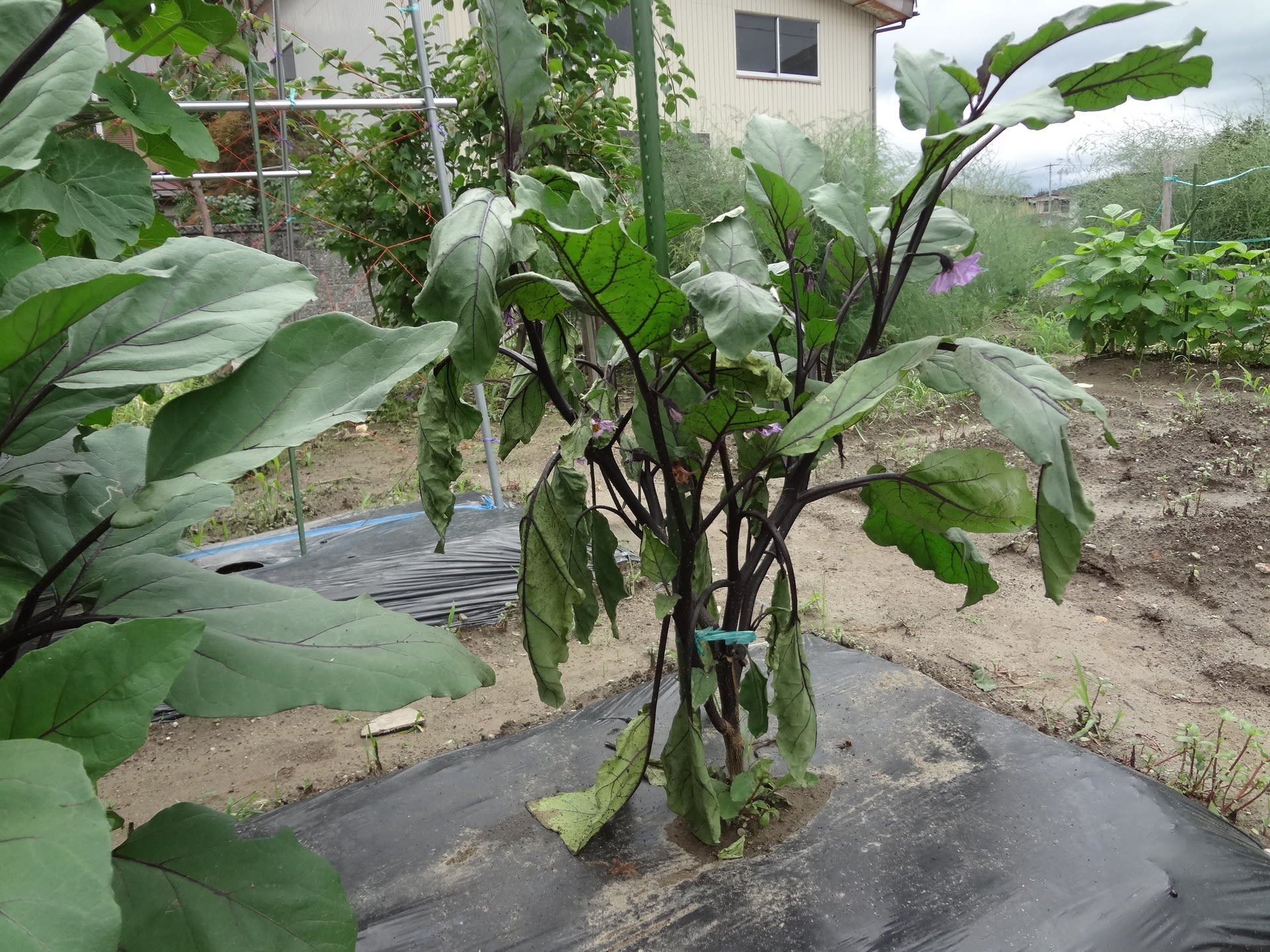 半身萎凋病 野菜作りに挑戦 半身萎凋病 野菜作りに挑戦