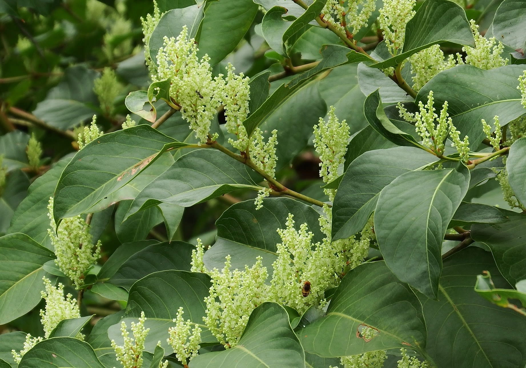 ﾊﾁｼﾞｮｳｲﾀﾄﾞﾘ 八丈虎杖 季節の花